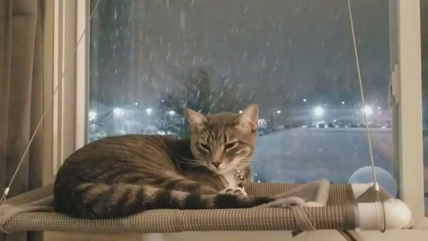 Window-Mounted Cat Perch: Sunny Seat, Safety, and Space-Saving Cat Hammock