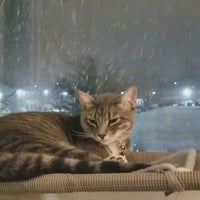 Window-Mounted Cat Perch: Sunny Seat, Safety, and Space-Saving Cat Hammock